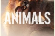 Animals鼓谱 Maroon 5-Animals架子鼓谱